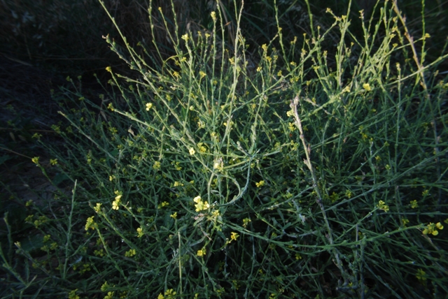 Rapistrum rugosum s.l.
